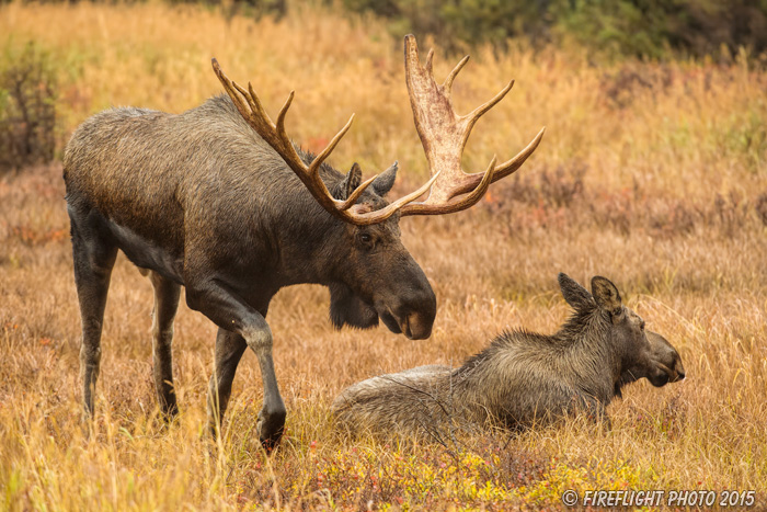 wildlife;Bull Moose;Moose;Alces alces;Chugach;cow;Alaska;AK;D4s;2015