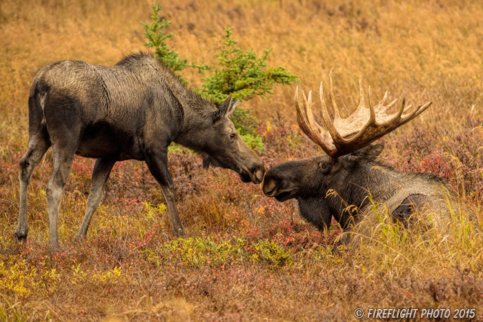 wildlife;Bull Moose;Moose;Alces alces;Chugach;cow;kiss;kissing;Alaska;AK;D4s;2015