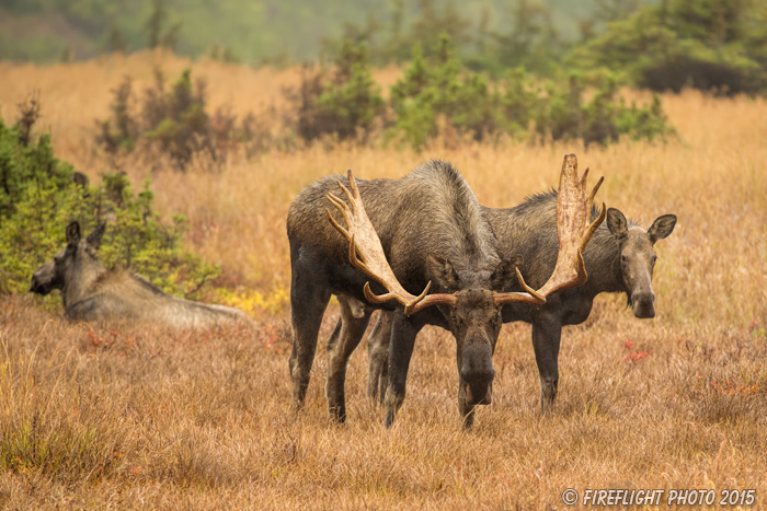 wildlife;Bull Moose;Moose;Alces alces;Chugach;cow;Alaska;AK;D4s;2015