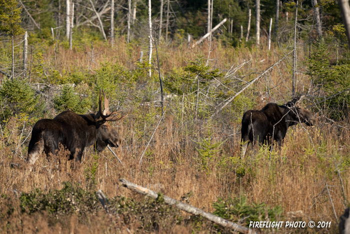 wildlife;Bull Moose;Moose;Cow;Alces alces;Bog;Berlin;NH;D3X;2011