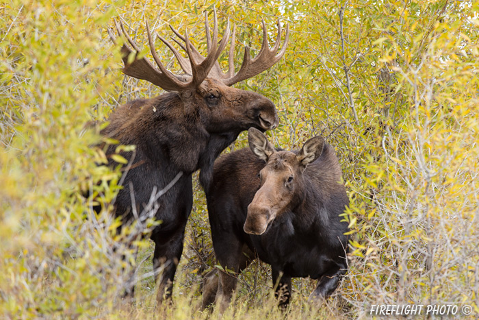 wildlife;Bull Moose;Moose;Alces alces;Gros Ventre;cow;Grand Teton;WY;D4;2013