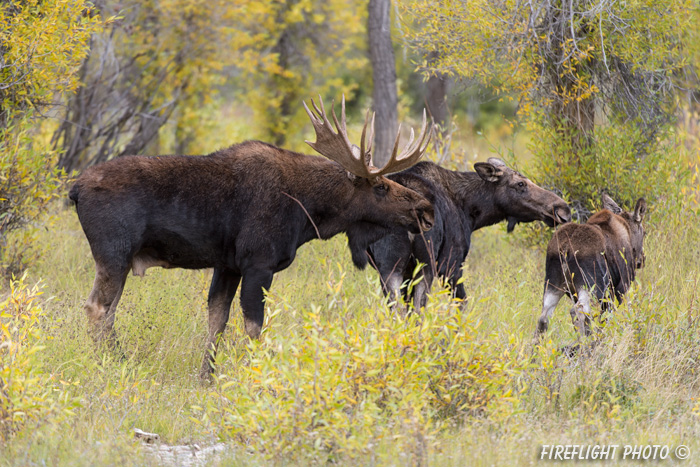 wildlife;Bull Moose;Moose;Alces alces;Gros Ventre;cow;calf;Grand Teton;WY;D4;2013