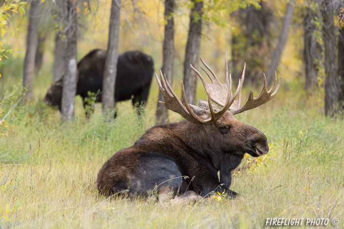 wildlife;Bull Moose;Moose;Alces alces;Gros Ventre;cow;Grand Teton;WY;D4;2013