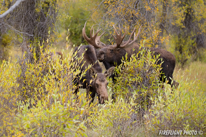 wildlife;Bull Moose;Moose;Alces alces;Gros Ventre;cow;Grand Teton;WY;D4;2013