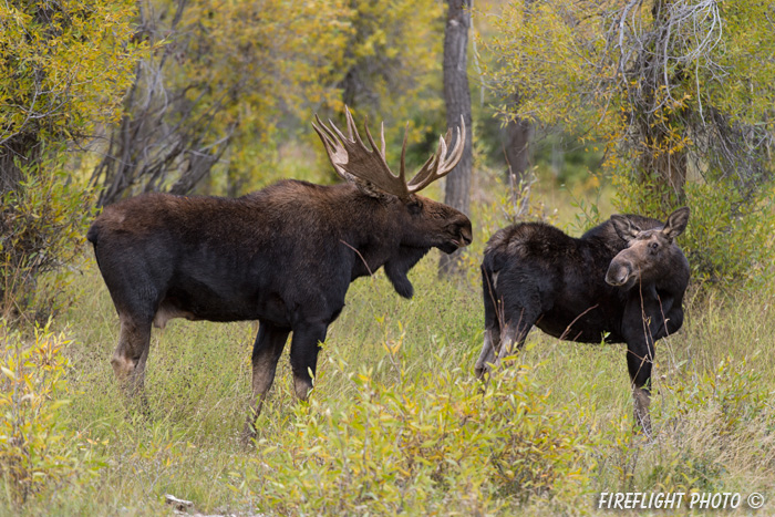 wildlife;Bull Moose;Moose;Alces alces;Gros Ventre;cow;Grand Teton;WY;D4;2013