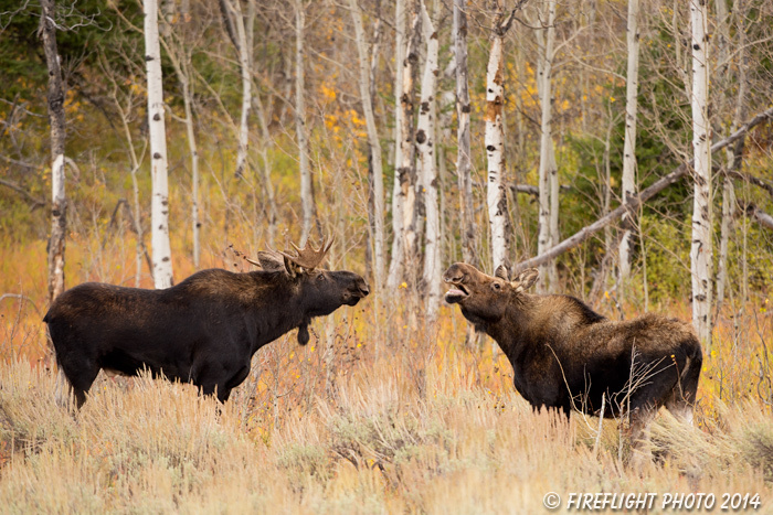 wildlife;Bull Moose;Moose;Alces alces;Gros Ventre;cow;Grand Teton;WY;D4;2013