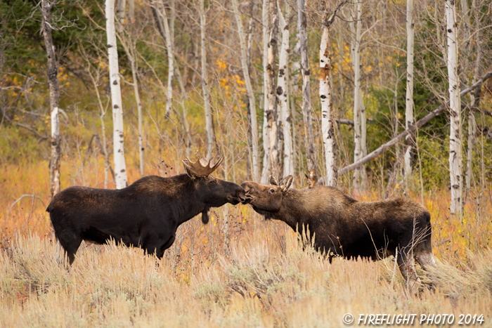 wildlife;Bull Moose;Moose;Alces alces;Gros Ventre;cow;Grand Teton;WY;D4;2013