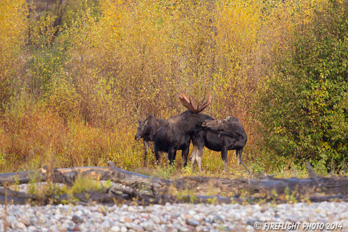 wildlife;Bull Moose;Moose;Alces alces;Gros Ventre;cow;Grand Teton;WY;D4;2013