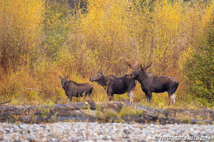 wildlife;Bull Moose;Moose;Alces alces;Gros Ventre;cow;Grand Teton;WY;D4;2013