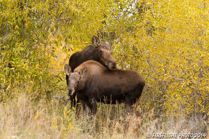 wildlife;Cow Moose;Moose;Alces alces;Gros Ventre;Calf;Grand Teton;WY;D4;2013