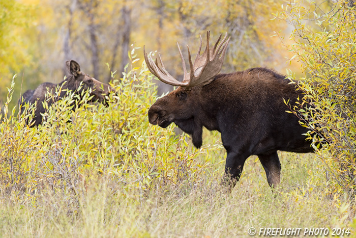 wildlife;Bull Moose;Moose;Alces alces;Gros Ventre;cow;Grand Teton;WY;D4;2013