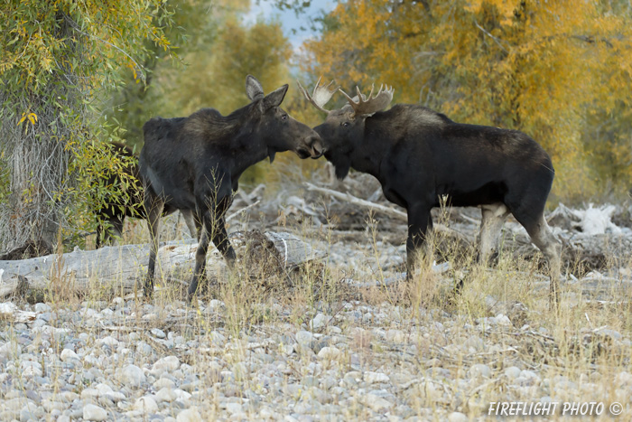 wildlife;Bull Moose;Moose;Alces alces;Foliage;Gros Ventre;Grand Teton;WY;D4;2012