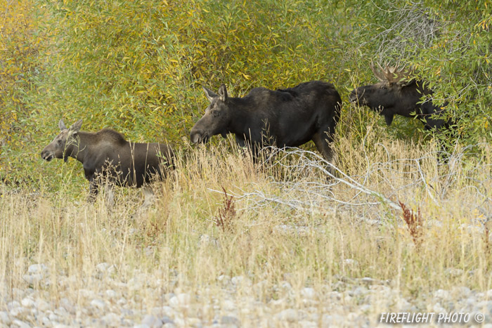 wildlife;Bull Moose;Moose;Alces alces;calf;cow;Foliage;Gros Ventre;Grand Teton;WY;D4;2012