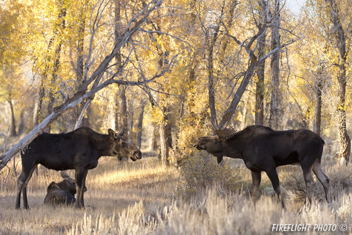 wildlife;Bull Moose;Moose;Alces alces;Foliage;Cow;Calf;Gros Ventre;Grand Teton;WY;D4;2012