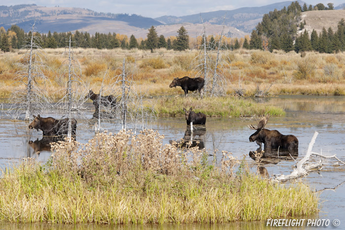 wildlife;Bull Moose;Moose;Alces alces;pond;Gros Ventre;Grand Teton;WY;D4;2012