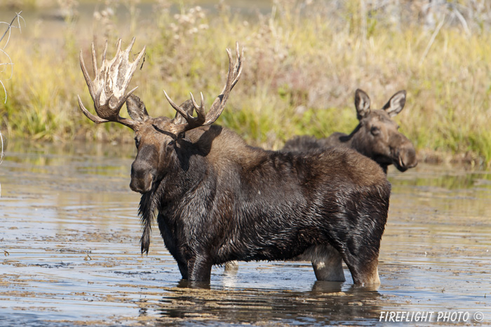 wildlife;Bull Moose;Moose;Alces alces;pond;Gros Ventre;Grand Teton;WY;D3X;2012