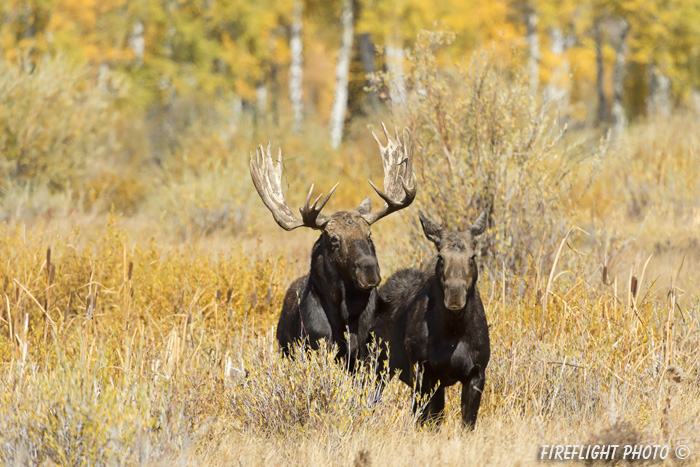 wildlife;Bull Moose;Moose;Alces alces;Foliage;Gros Ventre;Grand Teton;WY;D4;2012