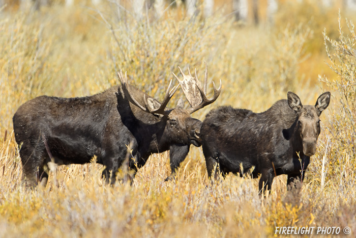 wildlife;Bull Moose;Moose;Alces alces;Foliage;Gros Ventre;Grand Teton;WY;D4;2012