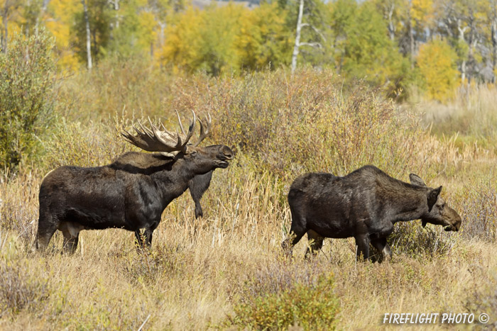 wildlife;Bull Moose;Moose;Alces alces;Foliage;Gros Ventre;Grand Teton;WY;D4;2012