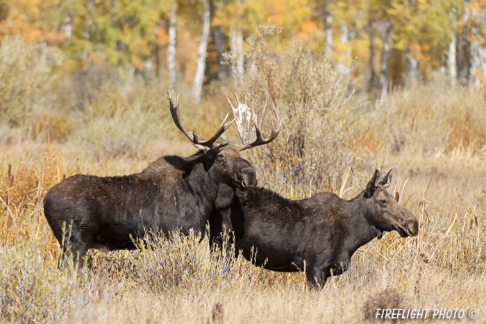 wildlife;Bull Moose;Moose;Alces alces;Foliage;Gros Ventre;Grand Teton;WY;D3X;2012