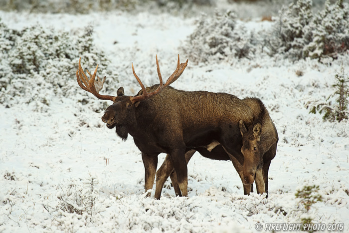 wildlife;Bull Moose;Moose;Alces alces;interaction;snow;cow;Anchorage;Alaska;AK;D4s;2015