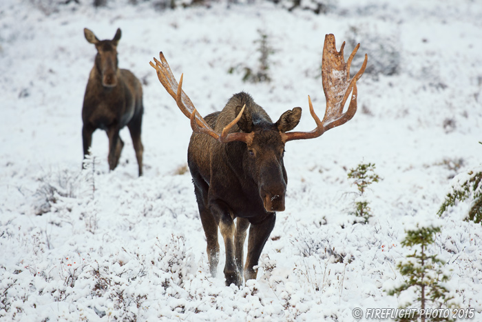 wildlife;Bull Moose;Moose;Alces alces;cow;interaction;snow;Anchorage;Alaska;AK;D4s;2015