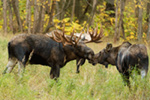 wildlife;Bull-Moose;Moose;Alces-alces;cow;hook;kissing;Anchorage;Alaska;AK;D5;2016