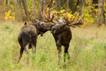 wildlife;Bull-Moose;Moose;Alces-alces;cow;hook;kissing;Anchorage;Alaska;AK;D5;2016