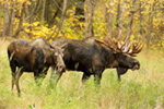 wildlife;Bull-Moose;Moose;Alces-alces;cow;hook;kissing;Anchorage;Alaska;AK;D5;2016