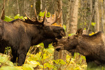 wildlife;Bull-Moose;Moose;Cow;Alces-alces;Anchorage;Alaska;AK;D5;2016