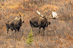 wildlife;Bull-Moose;Moose;cow;love;Alces-alces;Denali;Alaska;tundra;AK;D5;2016