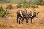 wildlife;Bull-Moose;Moose;Alces-alces;Chugach;cow;Alaska;AK;D4s;2015