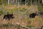 wildlife;Bull-Moose;Moose;Cow;Alces-alces;Bog;Berlin;NH;D3X;2011