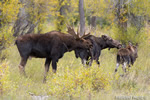 wildlife;Bull-Moose;Moose;Alces-alces;Gros-Ventre;cow;calf;Grand-Teton;WY;D4;2013