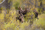 wildlife;Bull-Moose;Moose;Alces-alces;Gros-Ventre;cow;Grand-Teton;WY;D4;2013