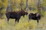 wildlife;Bull-Moose;Moose;Alces-alces;Gros-Ventre;cow;Grand-Teton;WY;D4;2013