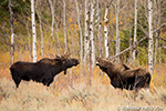 wildlife;Bull-Moose;Moose;Alces-alces;Gros-Ventre;cow;Grand-Teton;WY;D4;2013