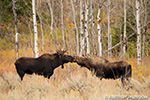 wildlife;Bull-Moose;Moose;Alces-alces;Gros-Ventre;cow;Grand-Teton;WY;D4;2013