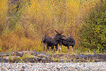 wildlife;Bull-Moose;Moose;Alces-alces;Gros-Ventre;cow;Grand-Teton;WY;D4;2013