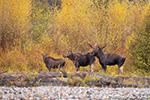 wildlife;Bull-Moose;Moose;Alces-alces;Gros-Ventre;cow;Grand-Teton;WY;D4;2013