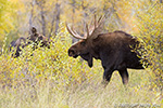 wildlife;Bull-Moose;Moose;Alces-alces;Gros-Ventre;cow;Grand-Teton;WY;D4;2013