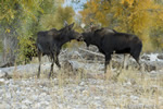 wildlife;Bull-Moose;Moose;Alces-alces;Foliage;Gros-Ventre;Grand-Teton;WY;D4;2012