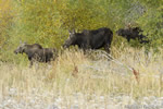 wildlife;Bull-Moose;Moose;Alces-alces;calf;cow;Foliage;Gros-Ventre;Grand-Teton;WY;D4;2012