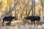 wildlife;Bull-Moose;Moose;Alces-alces;Foliage;Cow;Calf;Gros-Ventre;Grand-Teton;WY;D4;2012