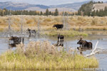 wildlife;Bull-Moose;Moose;Alces-alces;pond;Gros-Ventre;Grand-Teton;WY;D4;2012