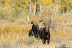 wildlife;Bull-Moose;Moose;Alces-alces;Foliage;Gros-Ventre;Grand-Teton;WY;D4;2012