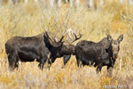 wildlife;Bull-Moose;Moose;Alces-alces;Foliage;Gros-Ventre;Grand-Teton;WY;D4;2012