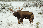 wildlife;Bull-Moose;Moose;Alces-alces;interaction;snow;cow;Anchorage;Alaska;AK;D4s;2015