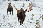 wildlife;Bull-Moose;Moose;Alces-alces;cow;interaction;snow;Anchorage;Alaska;AK;D4s;2015