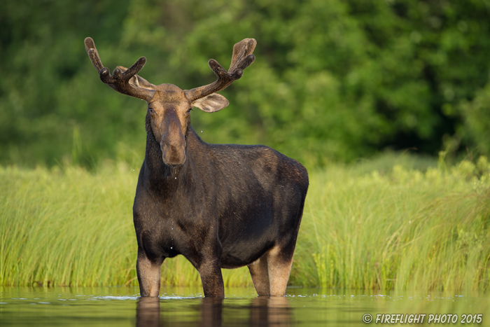 wildlife;Bull Moose;Moose;Alces alces;Lake;Water;Velvet;North Maine;ME;D4s;2015